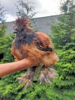 Gratis af te halen 2 zijdenhoen hanen, Dieren en Toebehoren, Pluimvee, Mannelijk, Kip