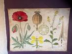 Oude Didactische Schoolplaat - Botanische Illustratie, Ophalen, Natuur en Biologie