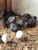 Chinese dwergkwartels, Dieren en Toebehoren, Meerdere dieren