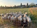 Noordhollander dek rammen, Dieren en Toebehoren, Schapen, Geiten en Varkens, Mannelijk, Schaap