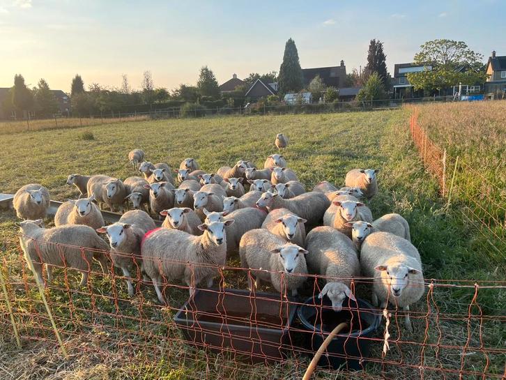 Noordhollander dek rammen, Dieren en Toebehoren, Schapen, Geiten en Varkens, Schaap, Mannelijk