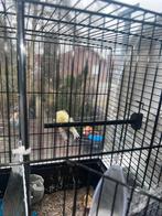 Kanarie, Dieren en Toebehoren, Vogels | Kanaries, Meerdere dieren