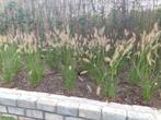 Lampenpoetsersgras (Pennisetum Hameln), Tuin en Terras, Planten | Tuinplanten, Volle zon, Siergrassen, Ophalen of Verzenden, Tweejarig