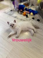 Lieve Kitten te Koop - 1 Vrouwtje beschikbaar, Meerdere dieren