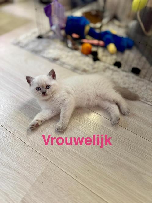 Lieve Kitten te Koop - 1 Vrouwtje beschikbaar, Dieren en Toebehoren, Katten en Kittens | Raskatten | Korthaar, Meerdere dieren