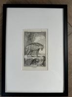 OUD 1770 Hyena Antieke Plaat 250 jaar Oud!, Ophalen of Verzenden