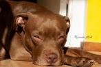 American Pit Bull Terrier, Dieren en Toebehoren, 6 jaar of ouder, Particulier, Rabiës (hondsdolheid), Overige rassen
