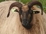 14 Drentse Heideschapen ooien te koop, Dieren en Toebehoren, Schapen, Geiten en Varkens, Vrouwelijk, Schaap