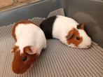 Cavia's, Dieren en Toebehoren, December, Mannelijk, Cavia