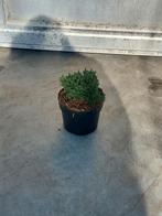 Tijm (Thymus vulgaris compacta), Ophalen, Bodembedekkers, Volle zon, Vaste plant