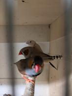 Zebra vinkjes, Meerdere dieren, Tropenvogel