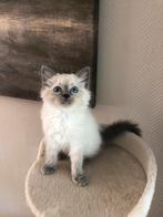 Ragdoll kitten, mannetje, mag meteen verhuizen., Kater, Ontwormd, 0 tot 2 jaar