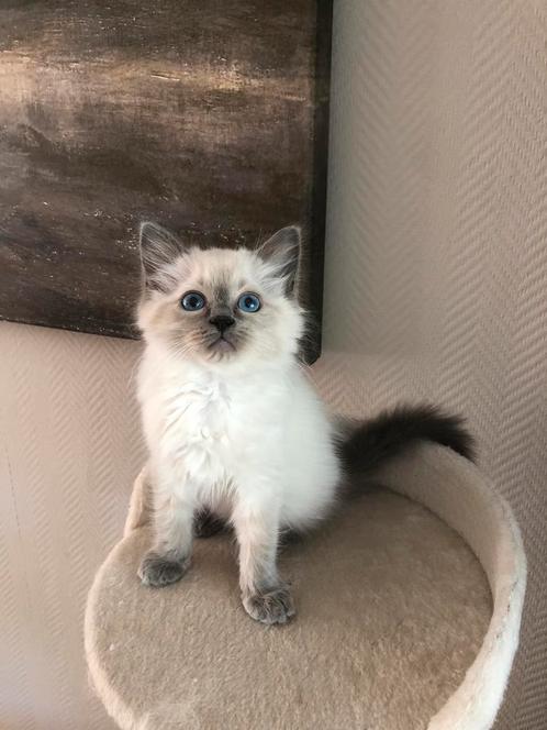 Ragdoll kitten, mannetje, mag meteen verhuizen., Dieren en Toebehoren, Katten en Kittens | Raskatten | Langhaar, Kater, 0 tot 2 jaar