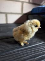 USA zijdehoen kuikentjes, Dieren en Toebehoren, Pluimvee, Geslacht onbekend, Kip