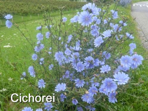 Cichorum Intybus – inheemse Cichorei - 3 per pot, Tuin en Terras, Planten | Tuinplanten, Tweejarig, Overige soorten, Volle zon