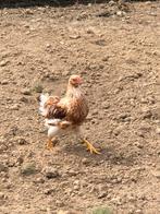2 mooie jonge Wyandotte kriel haantjes., Mannelijk, Kip
