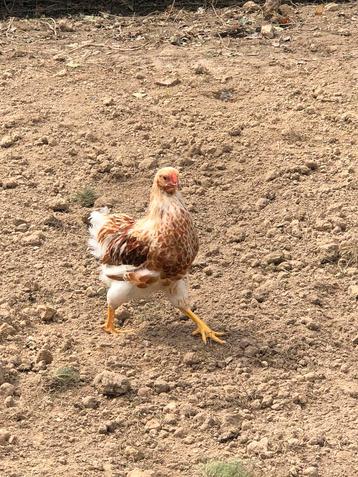 2 mooie jonge Wyandotte kriel haantjes. beschikbaar voor biedingen