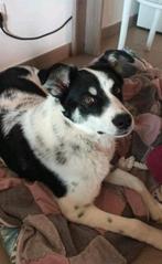 Floortje, 11 mnd, teefje ter adoptie, Dieren en Toebehoren, Honden | Niet-rashonden, Particulier, 15 weken tot 1 jaar, Buitenland