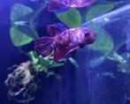Betta Splendens Pink Valentine variety, Vis