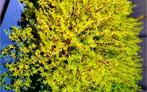 Zuurstofplanten die ook water filteren, Ophalen, Nieuw
