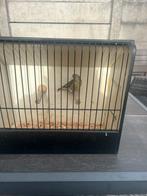 Bastaard putter man  super zanger, Dieren en Toebehoren, Vogels | Kanaries