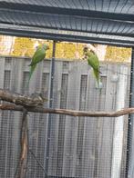 Jong koppel halsbanden, Meerdere dieren, Parkiet