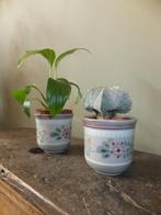 lieve vintage cactus- bloempotjes porta celi muisgrijs blauw, Ophalen