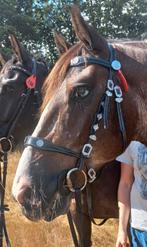 Barok hoofdstel Full Kieffer, Dieren en Toebehoren, Ophalen of Verzenden, Zo goed als nieuw, Dressuur