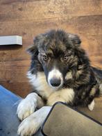 bordercollie zoekt een nog beter plekje, Rabiës (hondsdolheid), 1 tot 2 jaar, Teef, Collie