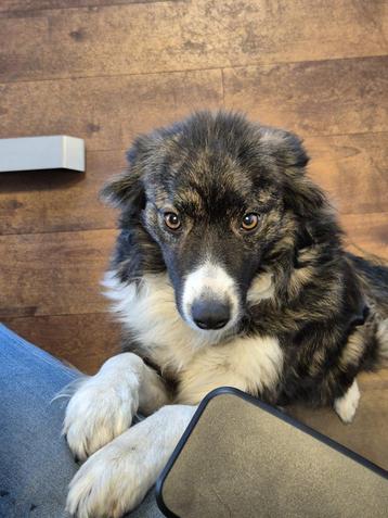 bordercollie zoekt een nog beter plekje beschikbaar voor biedingen