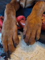 Gezocht Reu/stabiel, Dieren en Toebehoren, Vrouwelijk, Overige soorten