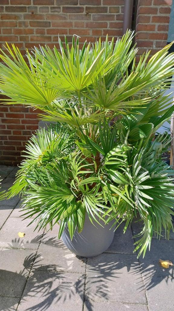 Palm Chamaerops Humilis Vulcano (ttl 124 cm hoog), Tuin en Terras, Planten | Tuinplanten, Overige soorten, Volle zon, Bloeit niet