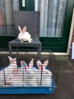 Te koop  Duitse  reus  Albino, Meerdere dieren, Groot