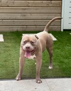 DEKREU bully! champagne kleur, Dieren en Toebehoren, 15 weken tot 1 jaar, Reu, Eén hond, Nederland