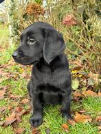Golden retriever x labrador pups, Rabiës (hondsdolheid), 8 tot 15 weken, Meerdere, Meerdere dieren