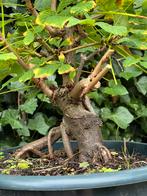 Pré-bonsai kastanje, Tuin en Terras, Planten | Bomen, Ophalen, Overige soorten, Minder dan 100 cm