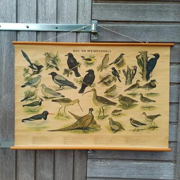 Schoolplaat Bos- en weidevogels beschikbaar voor biedingen