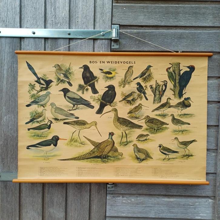 Schoolplaat Bos- en weidevogels, Antiek en Kunst, Antiek | Schoolplaten, Natuur en Biologie, Ophalen of Verzenden