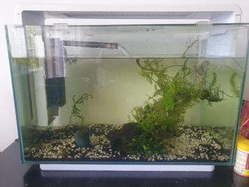 Superfish home 60, gebruikt  beschikbaar voor biedingen