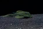 L200 Green Phantom pleco, Dieren en Toebehoren, Vis