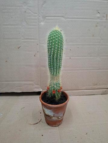 Bloeiende Cactus in Pot beschikbaar voor biedingen