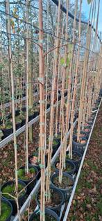 Ginkgo biloba, japanse notenboom, Ophalen, Bloeit niet, Overige soorten, Minder dan 100 cm