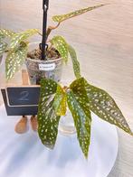 Begonia Tamaya stek, Overige soorten, Minder dan 100 cm, Bloeiende kamerplant, Halfschaduw