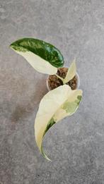Alocasia Gageana Albo Variegata, Ophalen of Verzenden, Halfschaduw, Minder dan 100 cm