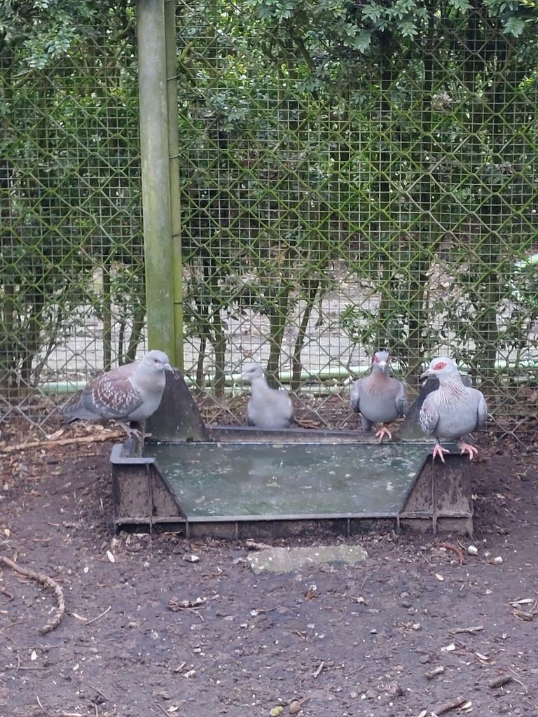 Koppel guinea duiven., Dieren en Toebehoren, Pluimvee, Meerdere dieren