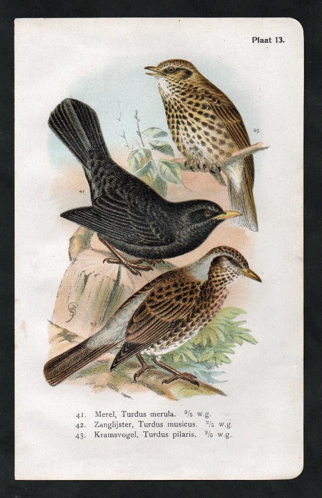 Prent Vogels Merel Zanglijster Kramsvogel., Ophalen of Verzenden, Zo goed als nieuw