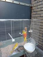 2 koppels roodbuik turquoisine parkieten (evt. met kooi), Dieren en Toebehoren, Meerdere dieren, Papegaai, Geringd