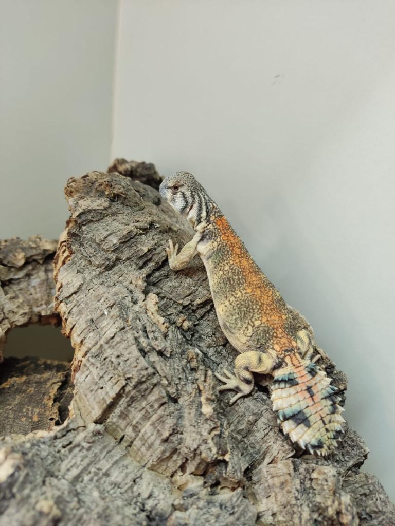 Uromastyx Thomasi nk, Hagedis, 0 tot 2 jaar