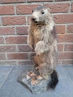 Opgezette Alpenmarmot Staand – Taxidermie – Bieden v.a. €175, Ophalen of Verzenden, Gebruikt, Wild dier, Opgezet dier