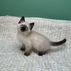 Ragdoll kittens, Dieren en Toebehoren, Kater, Ontwormd, 0 tot 2 jaar